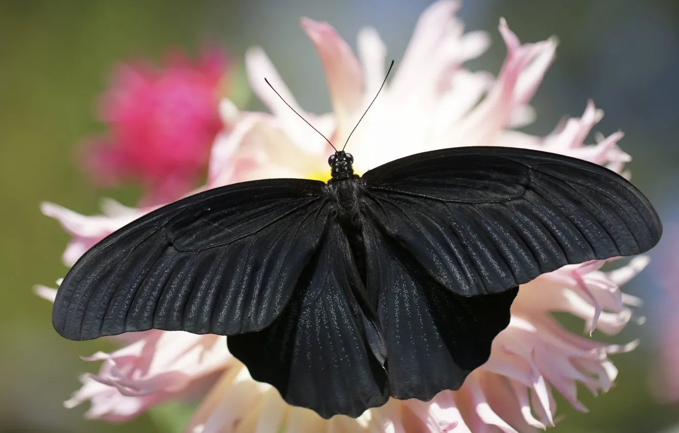 Фото обои лето, фон, бабочка, черная