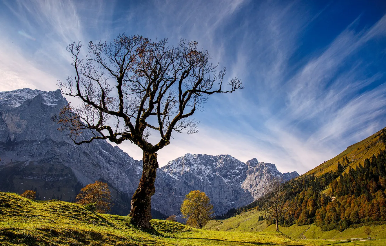 Фото обои осень, лес, небо, облака, горы, ветки, синева, дерево