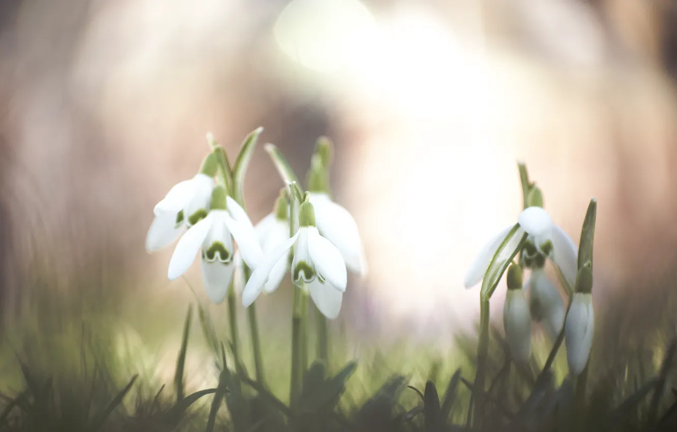 Фото обои цветы, подснежники, Snowdrops