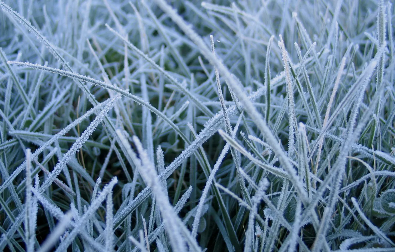Фото обои зима, трава, макро