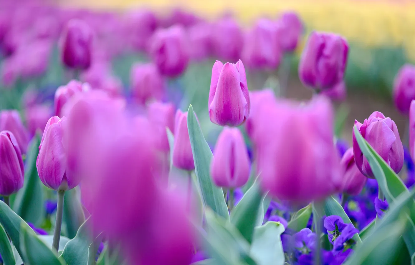 Фото обои цветы, весна, тюльпаны, розовые, бутоны, боке