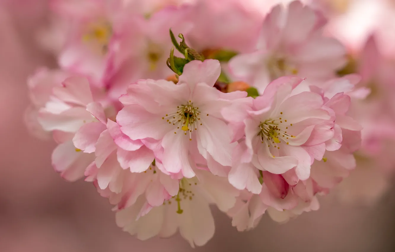 Фото обои макро, вишня, цветение, цветки
