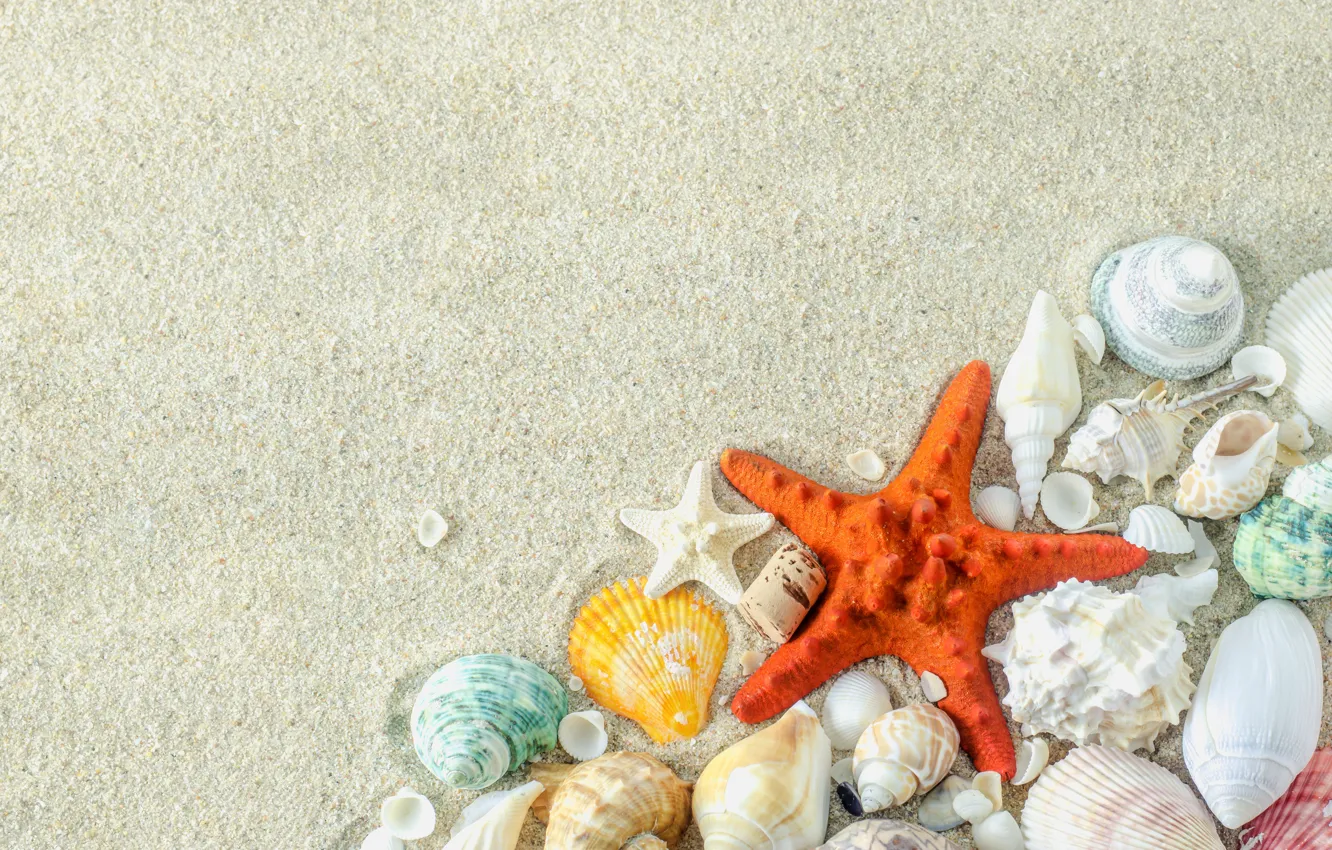 Фото обои песок, пляж, звезда, ракушки, summer, beach, sand, marine