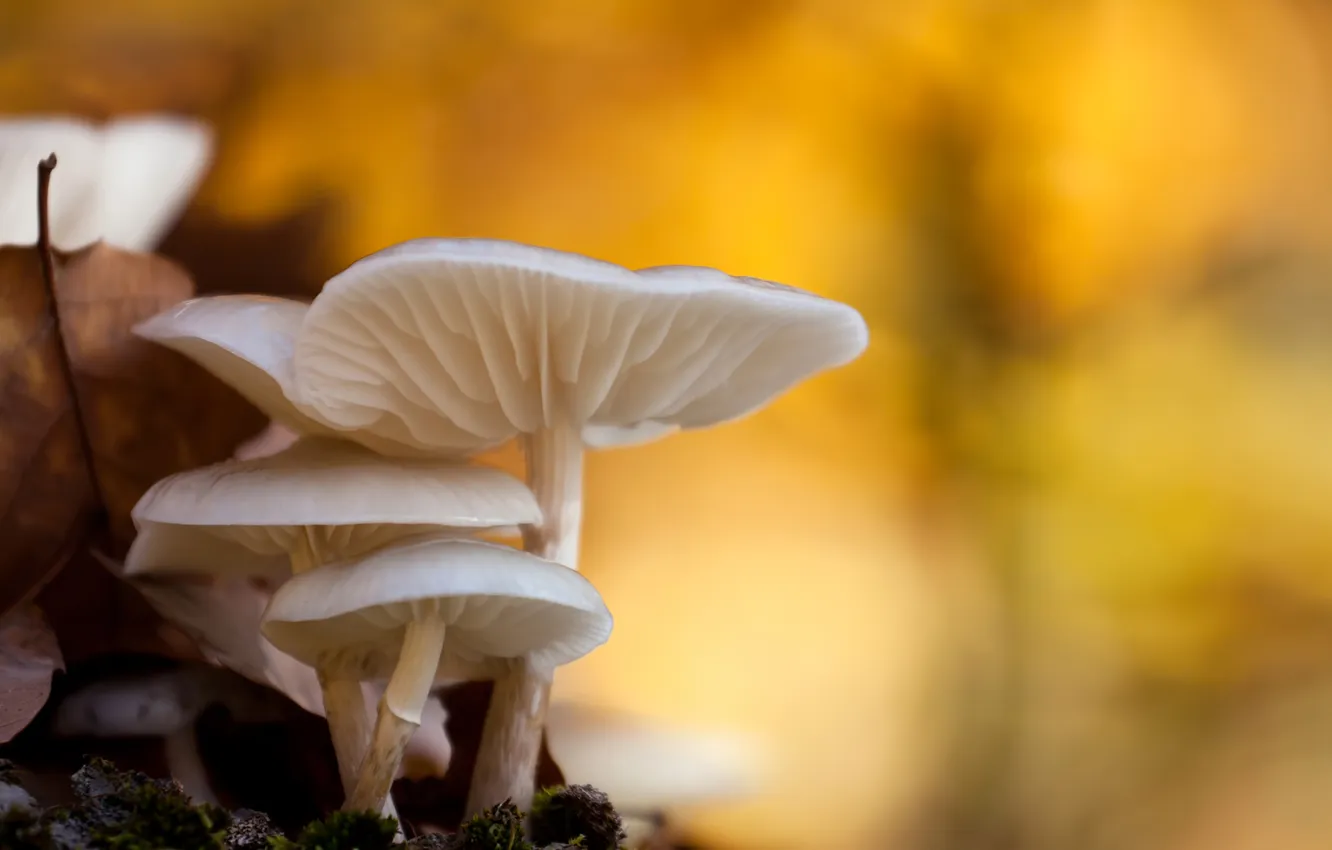 Фото обои осень, макро, грибы, боке