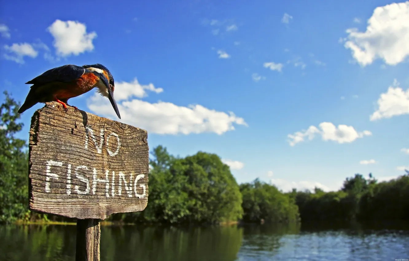Фото обои река, птица, табличка, вывеска, зимородок, kingfisher