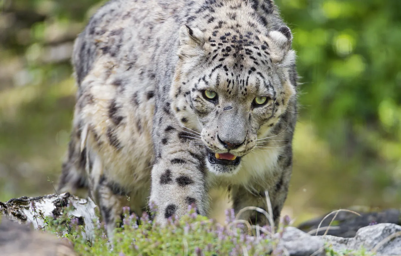 Фото обои кошка, взгляд, ирбис, снежный барс, ©Tambako The Jaguar