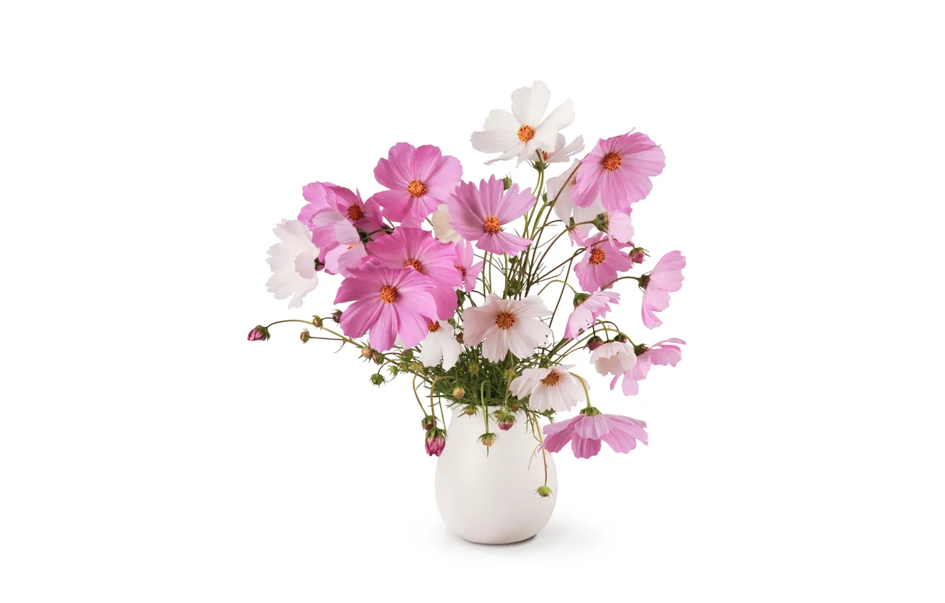 Фото обои цветы, белый фон, ваза, космея
