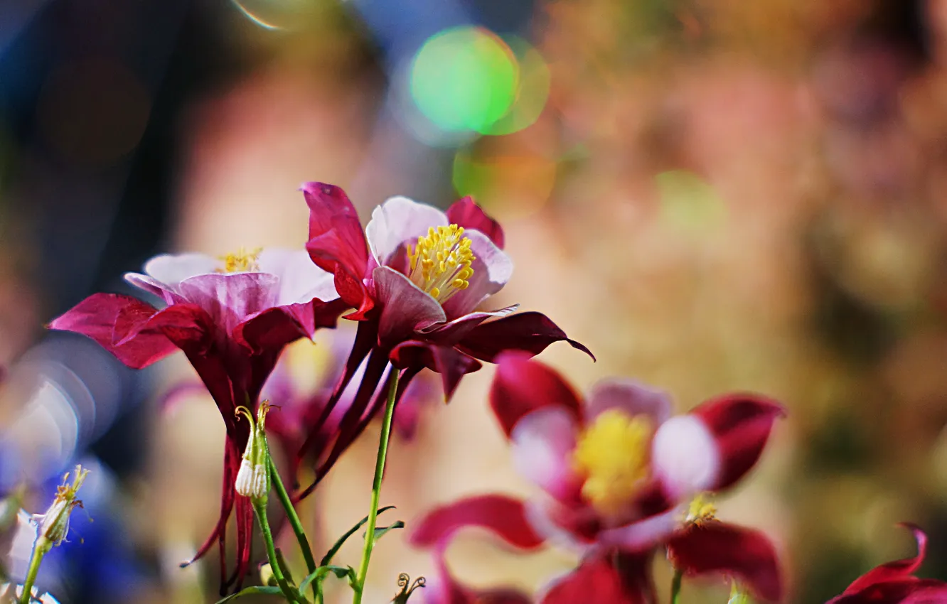 Фото обои цветы, водосбор, аквилегия, бордово-розовые