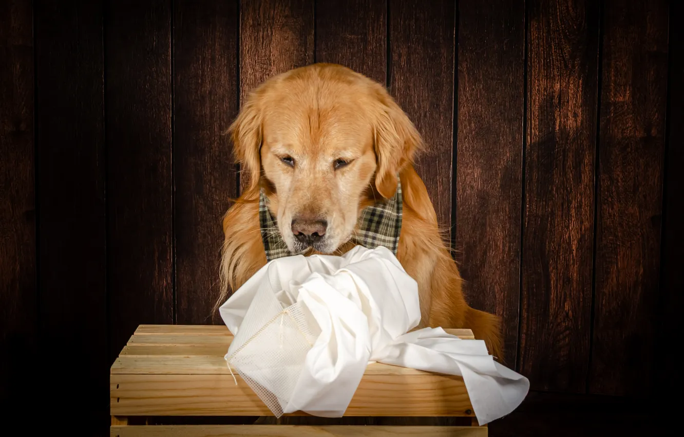 Фото обои dog, Golden, Golden Retriever
