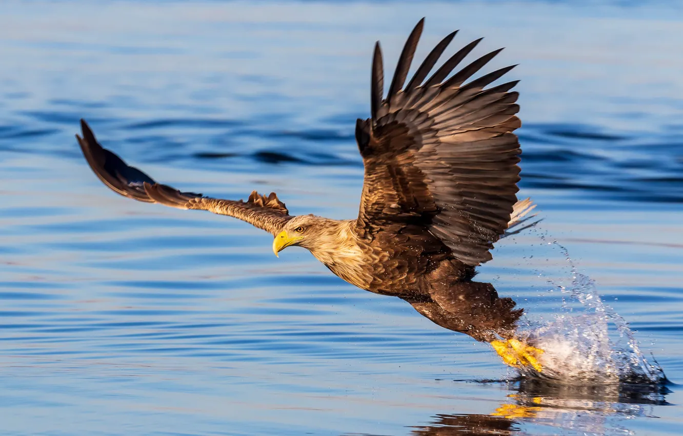 Фото обои Eagle, bird, water, wings, feathers, water drops, animal, reflection