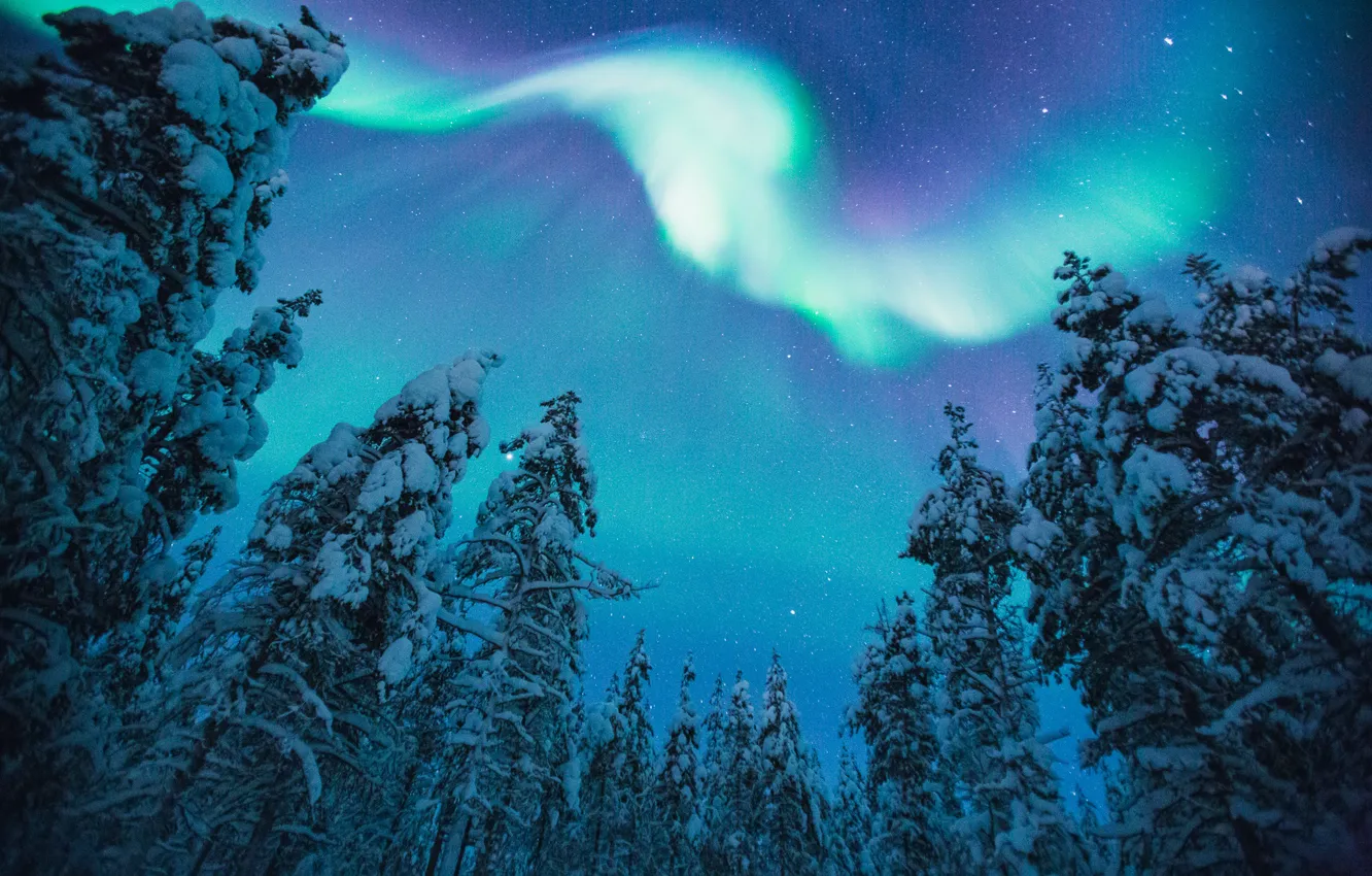 Фото обои зима, лес, небо, звезды, снег, деревья, ночь, природа
