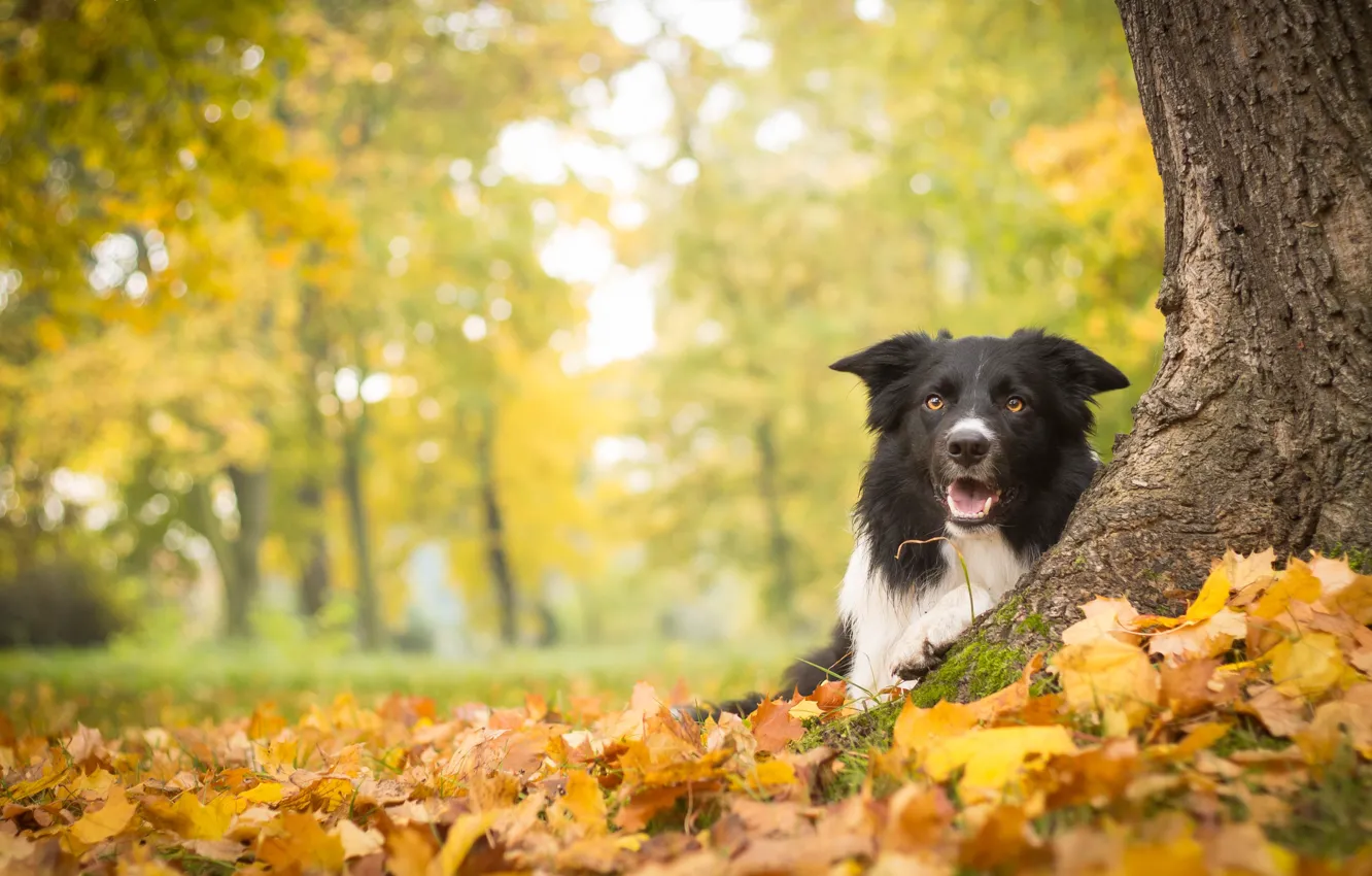 Фото обои осень, листья, дерево, собака