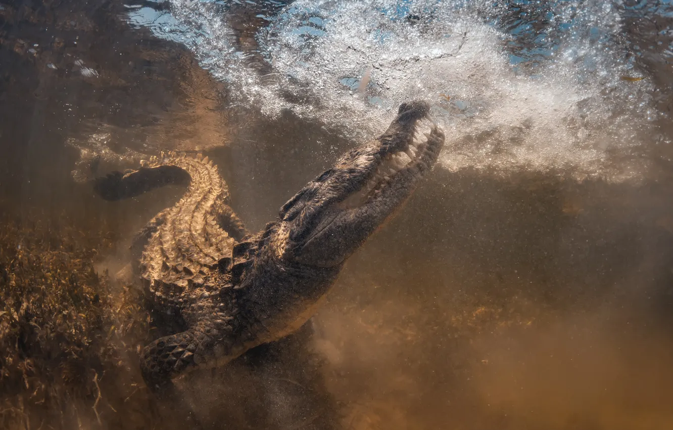 Фото обои animals, crocodile, wilderness, wild life, wildlife animals