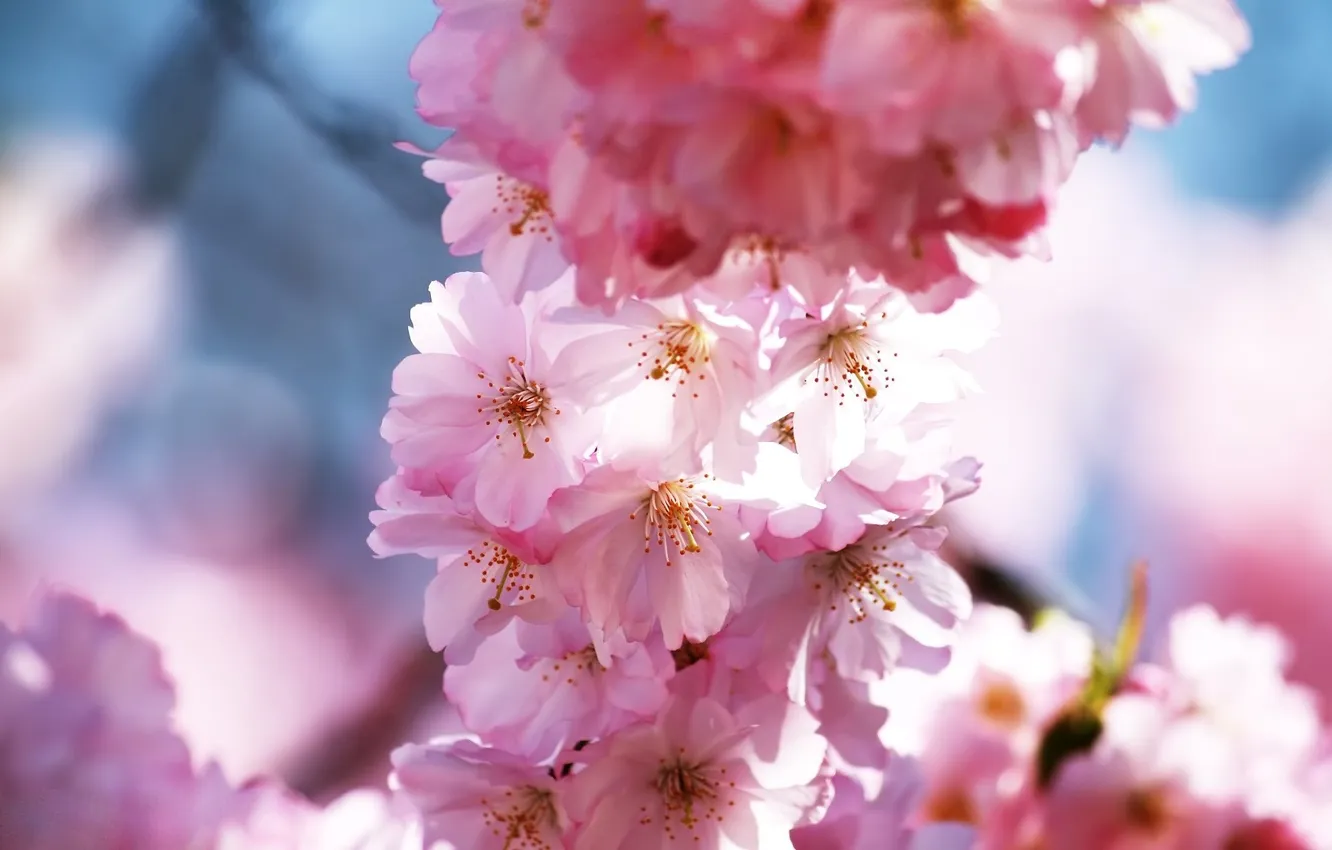 Фото обои макро, цветы, вишня, ветви, весна, лепестки, сакура, розовые