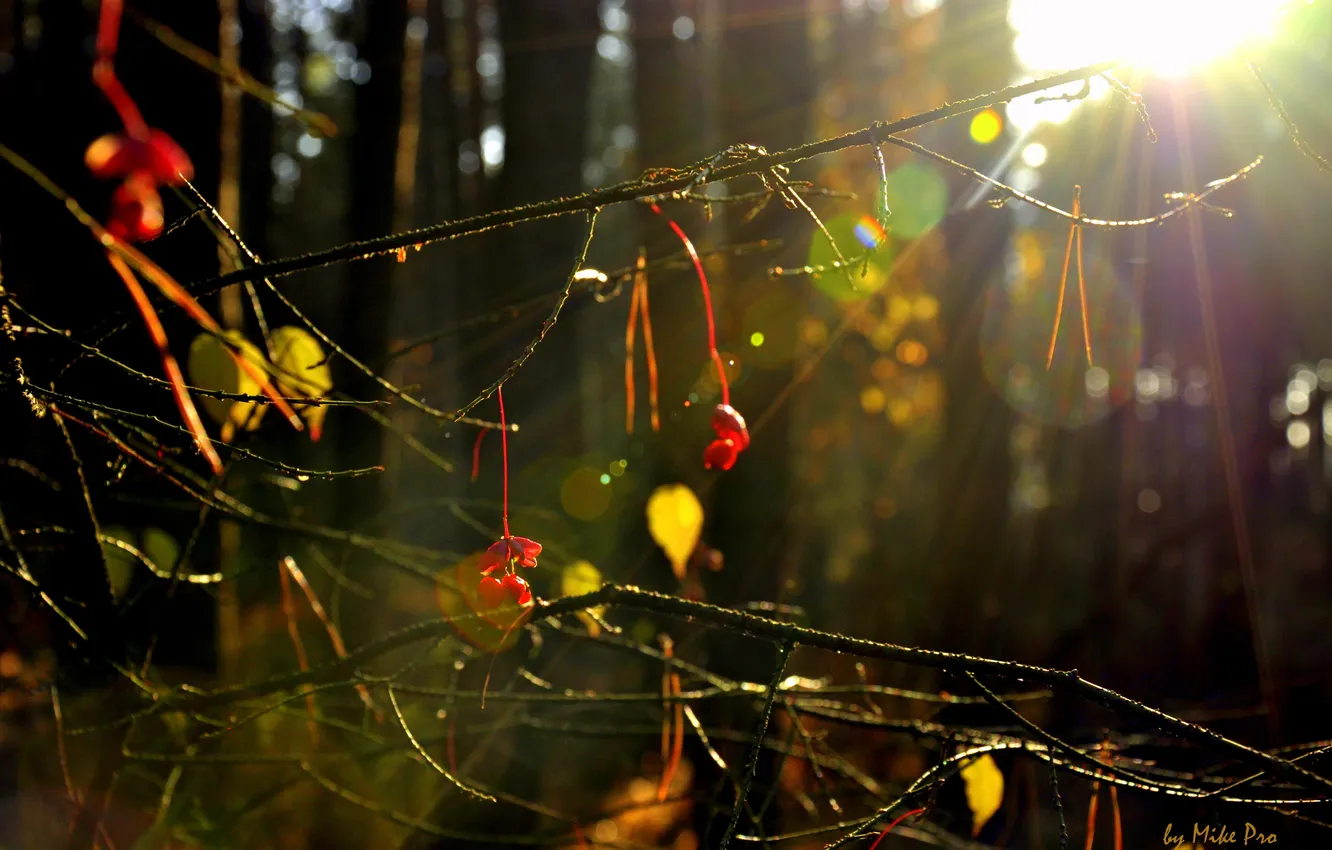 Фото обои листья, цвета, солнце, лучи, Лес, ягода, by mike pro