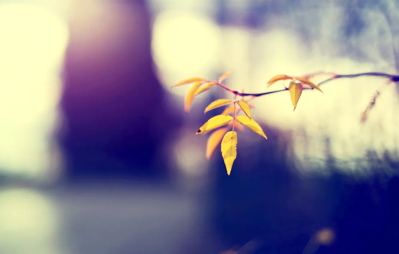 Фото обои осень, листья, природа, фокус, ветка, желтые