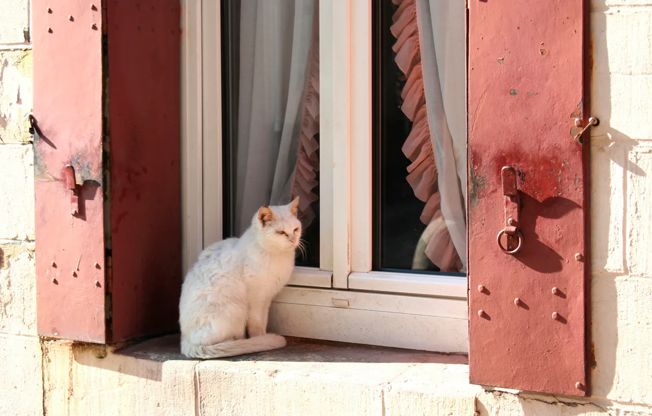Фото обои кошка, белый, кот, солнце, окно, шторки