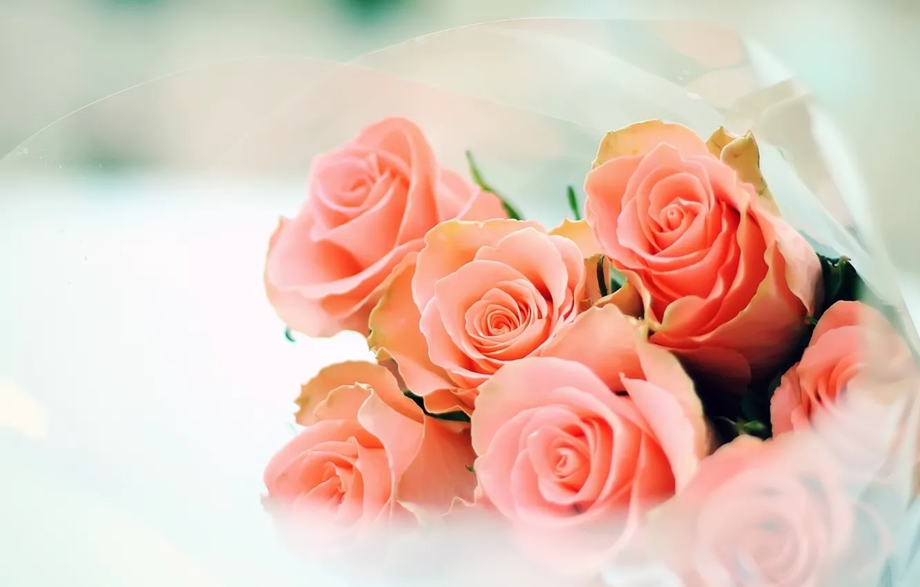 Фото обои цветы, розы, букет