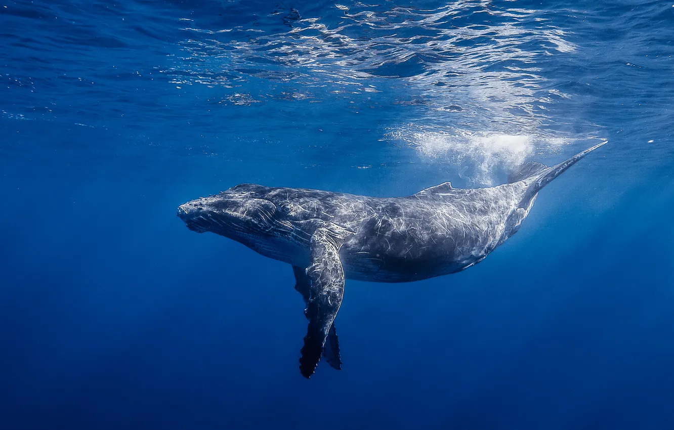 Фото обои вода, свет, океан, Réunion Underwater Photography, длиннорукий полосатик, Горбатый кит, горбач