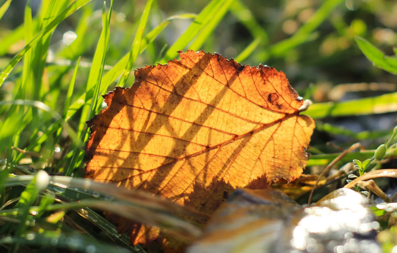 Фото обои autumn, leaf, withered
