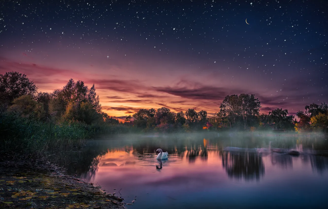 Фото обои закат, озеро, птица, вечер, лебедь, звёздное небо