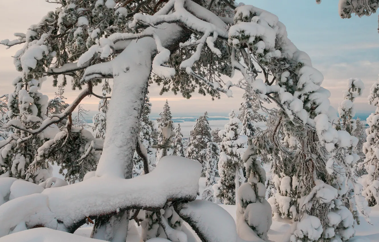 Фото обои зима, деревья, пейзаж, природа, снега