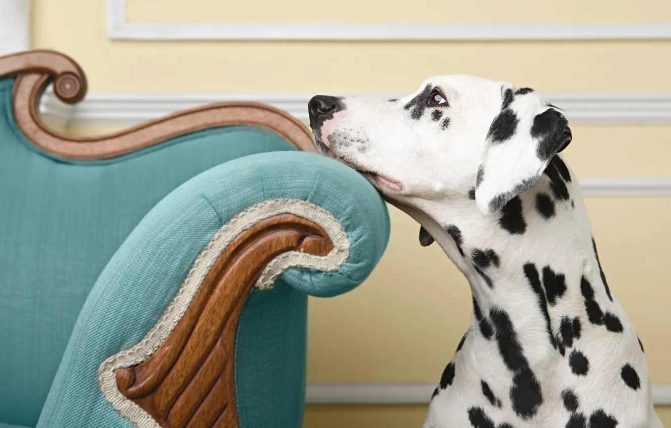 Фото обои взгляд, собака, кресло, пес, далматинец