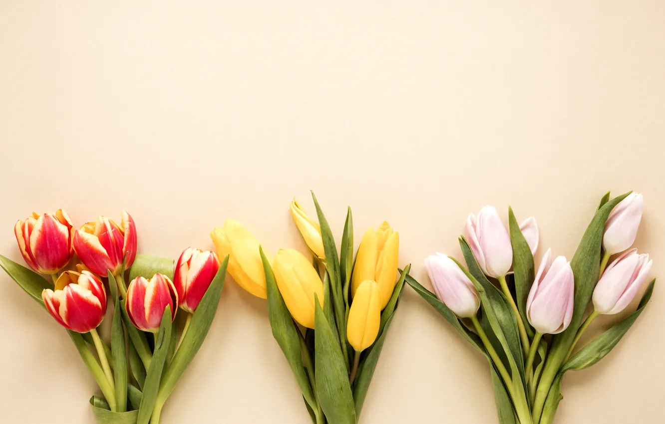 Фото обои цветы, букет, colorful, тюльпаны, flowers, tulips, spring