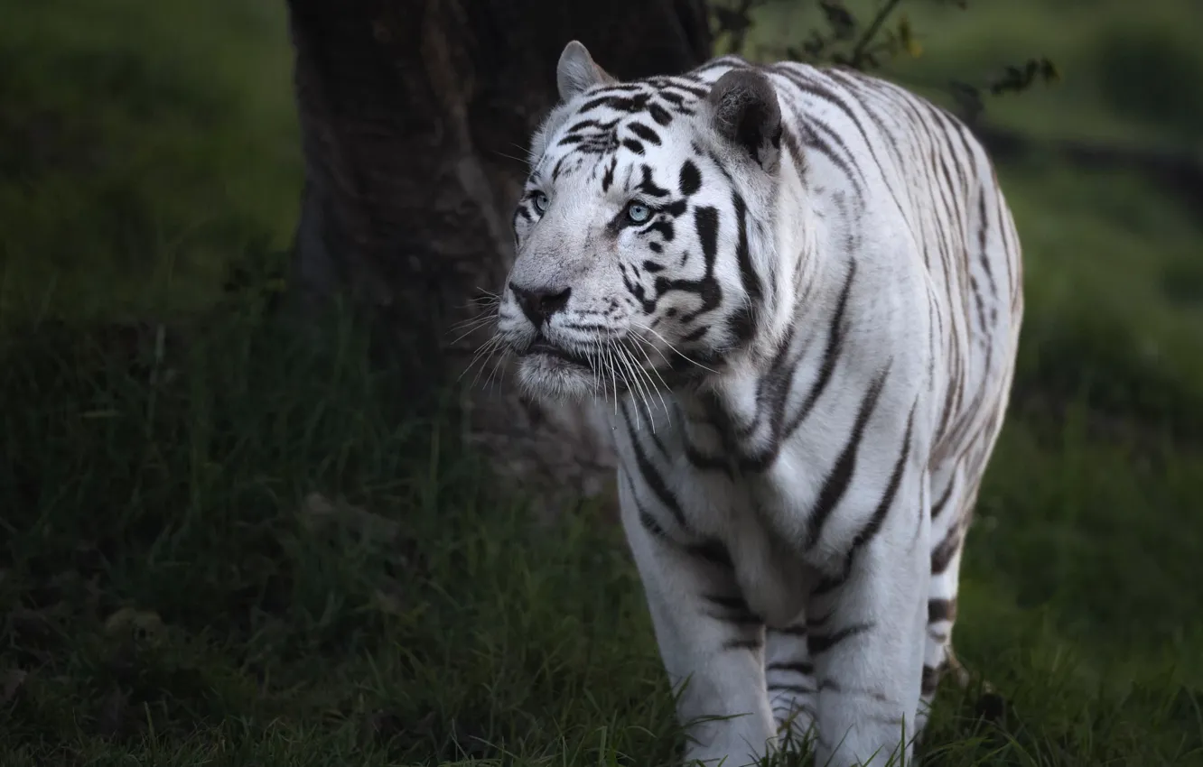 Фото обои белый, взгляд, морда, природа, тигр, темный фон