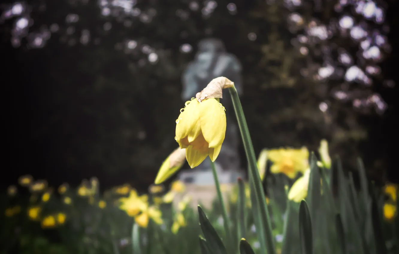 Фото обои цветы, желтый, весна, клумба, нарцисс