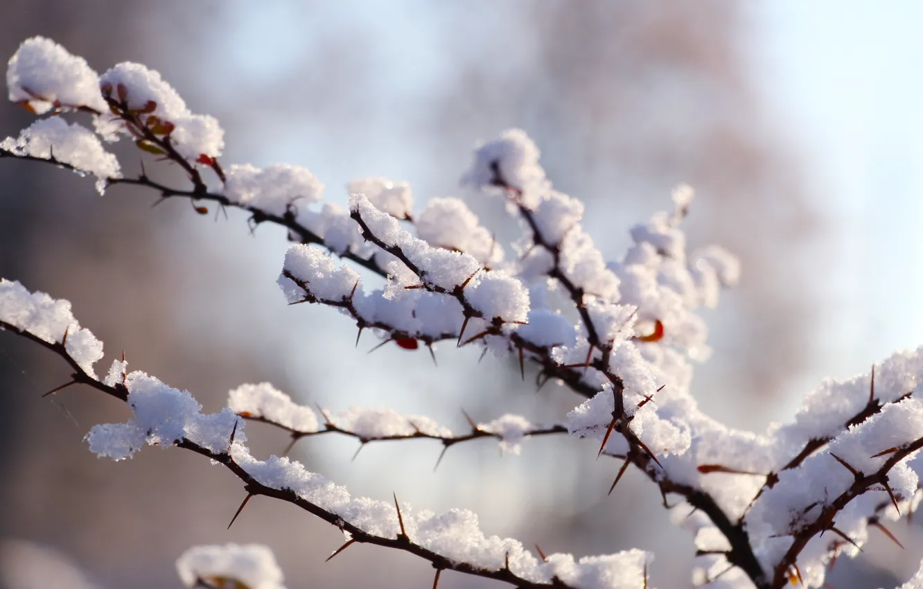 Фото обои winter, snow, twig