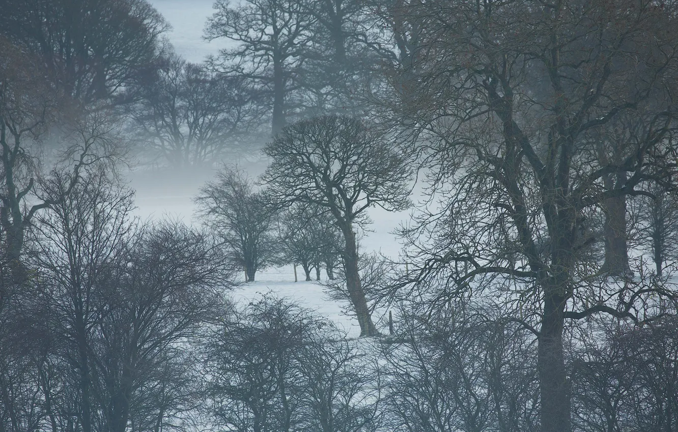 Фото обои trees, winter, snow, fog, branches, mist