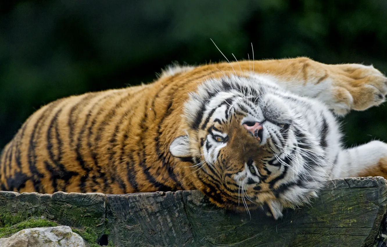 Фото обои кошка, тигр, отдых, амурский, ©Tambako The Jaguar