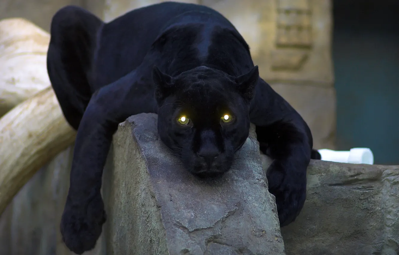 Фото обои кошка, глаза, пантера, чёрная, panther