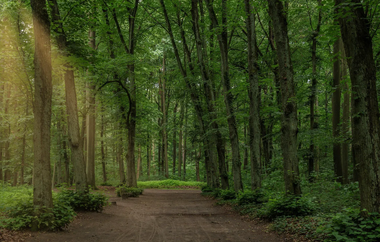 Фото обои дорога, лес, лето, деревья