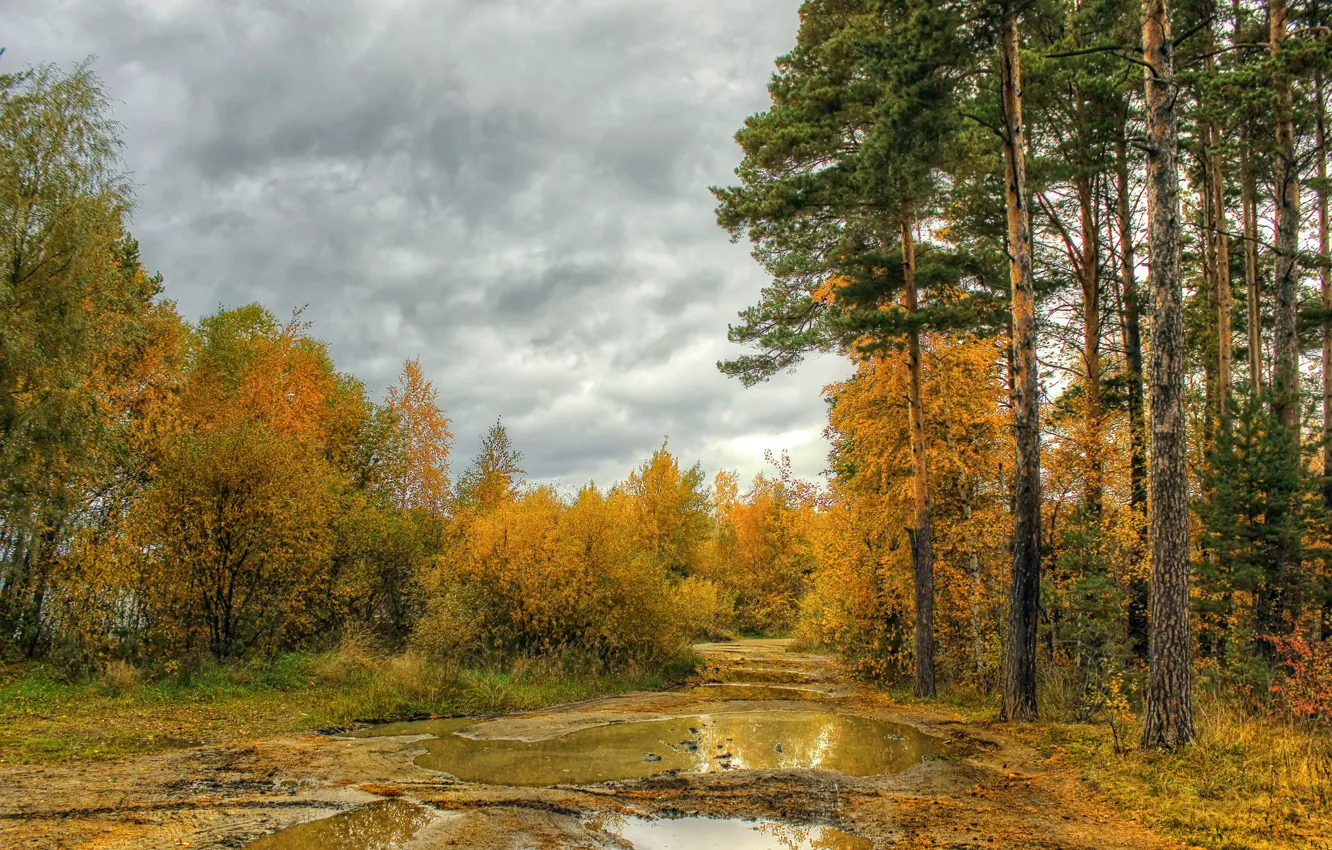 Фото обои осень, лес, небо, деревья, forest, sky, autumn