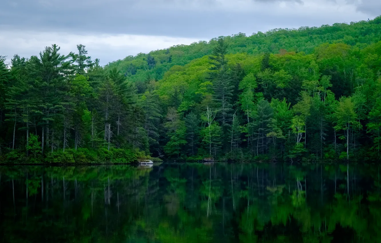 Фото обои лес, деревья, природа, отражение, водоем