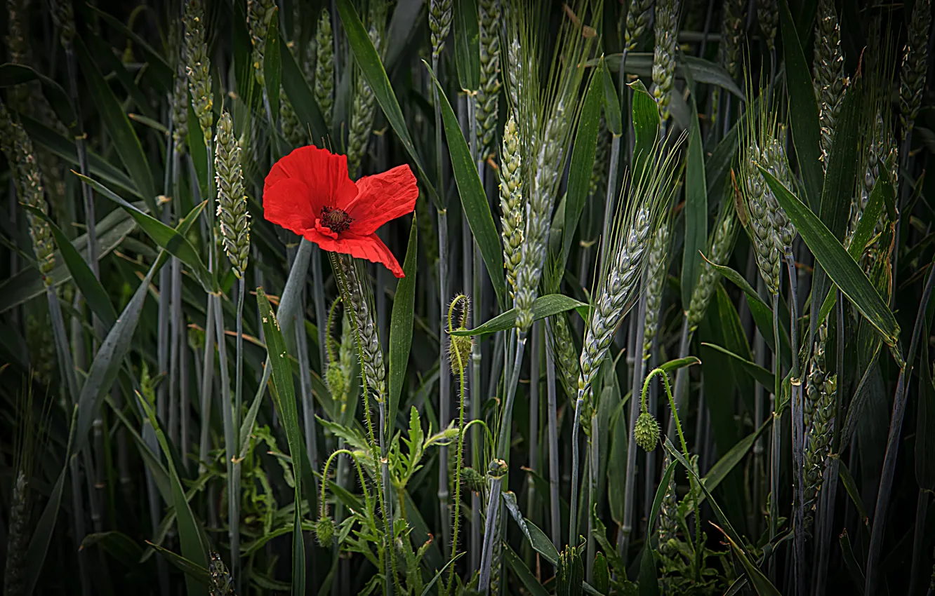 Фото обои пшеница, поле, цветок, мак, колосья