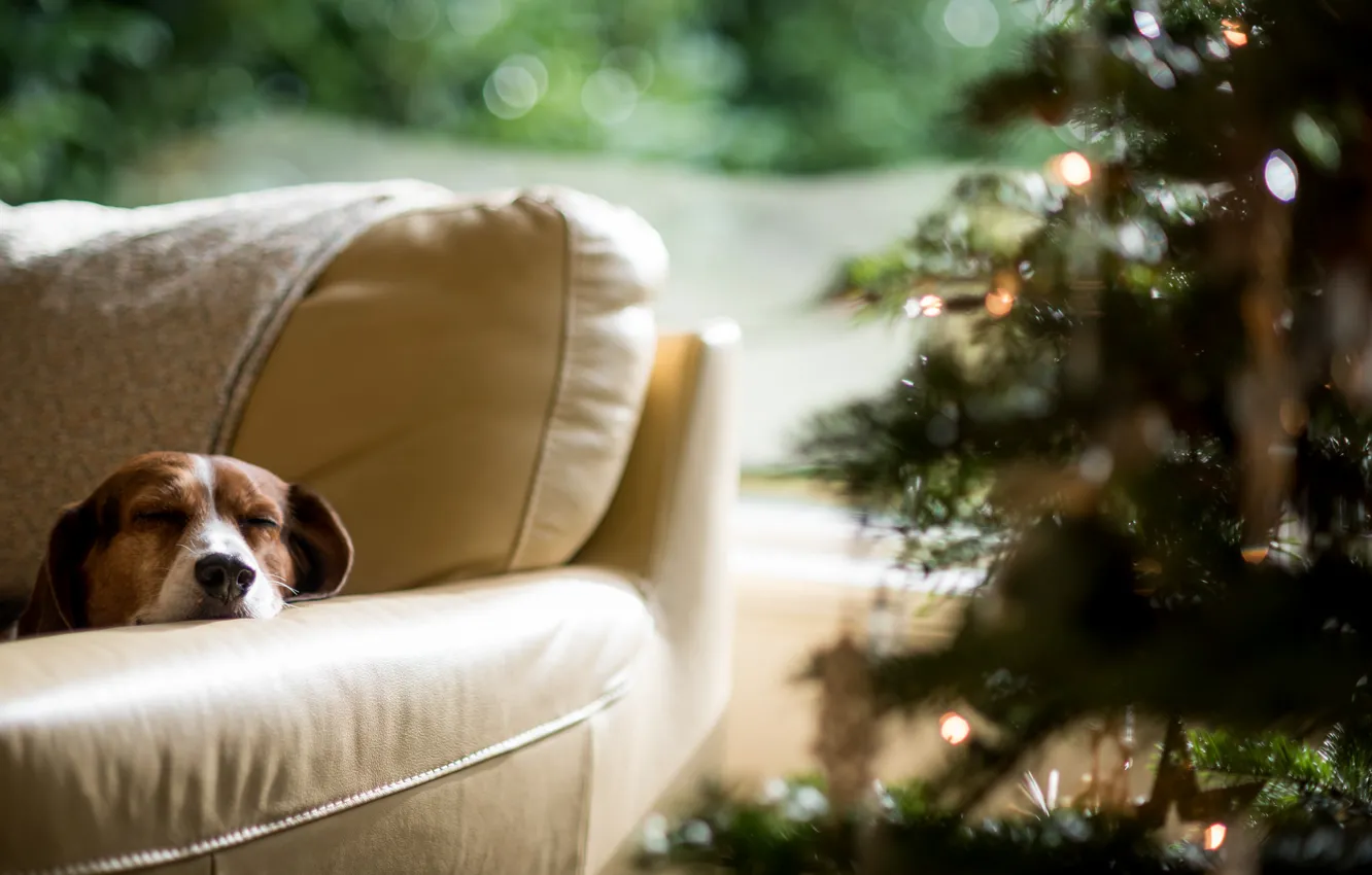 Фото обои елка, собака, Новый Год, спит