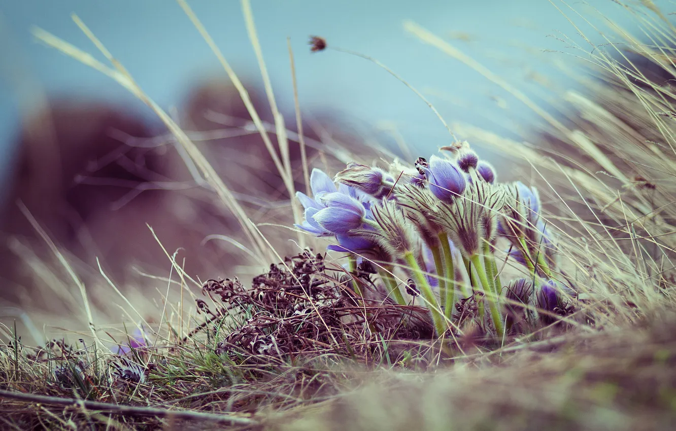 Фото обои небо, трава, цветы, природа, поляна, весна, стебель, сиреневые