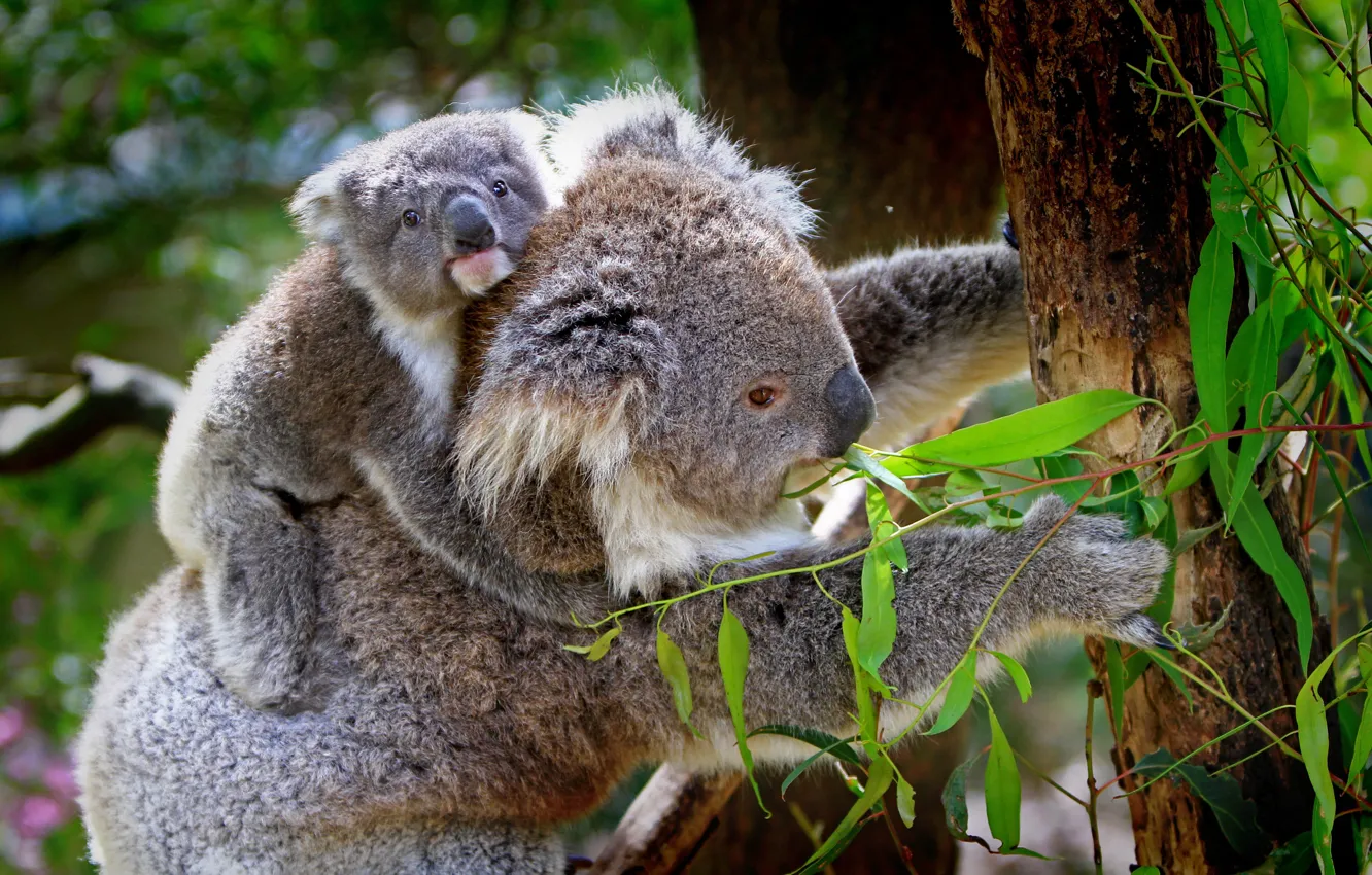 Фото обои животные, листья, деревья, ветки, природа, детёныш, коала