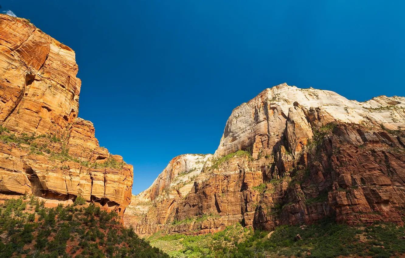 Фото обои небо, деревья, горы, каньон, ущелье, Юта, США, Zion National Park