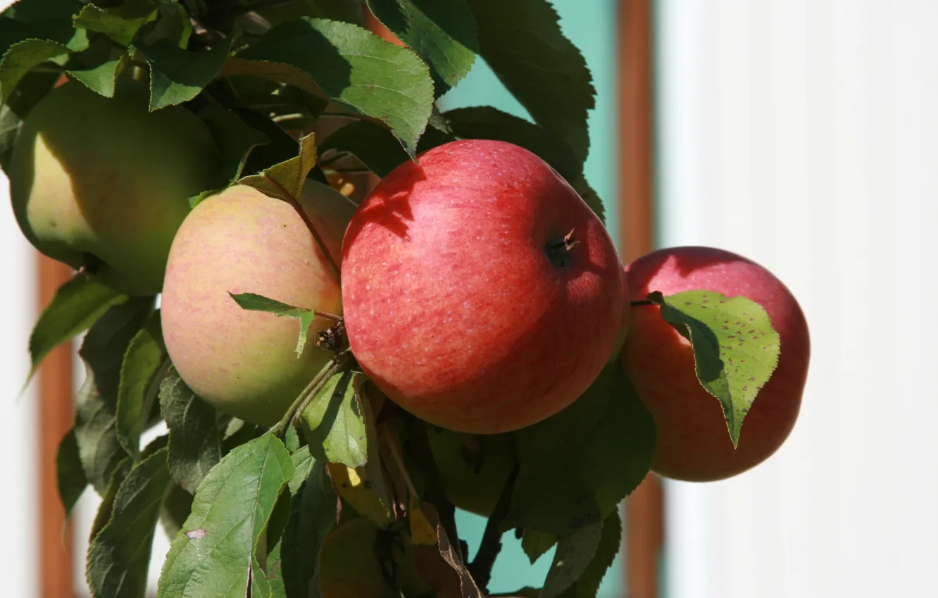 Фото обои природа, яблоки, растение, еда, ветка, сад, фрукты, яблоня