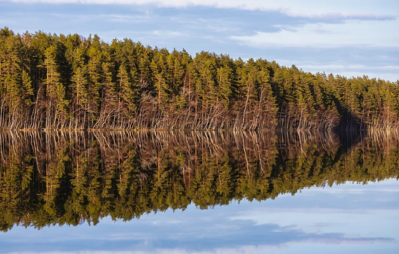 Фото обои forest, water, reflection