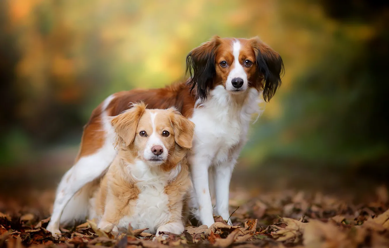 Фото обои осень, собаки, листья, парочка, боке, Бретонский эпаньоль, Коикерхондье