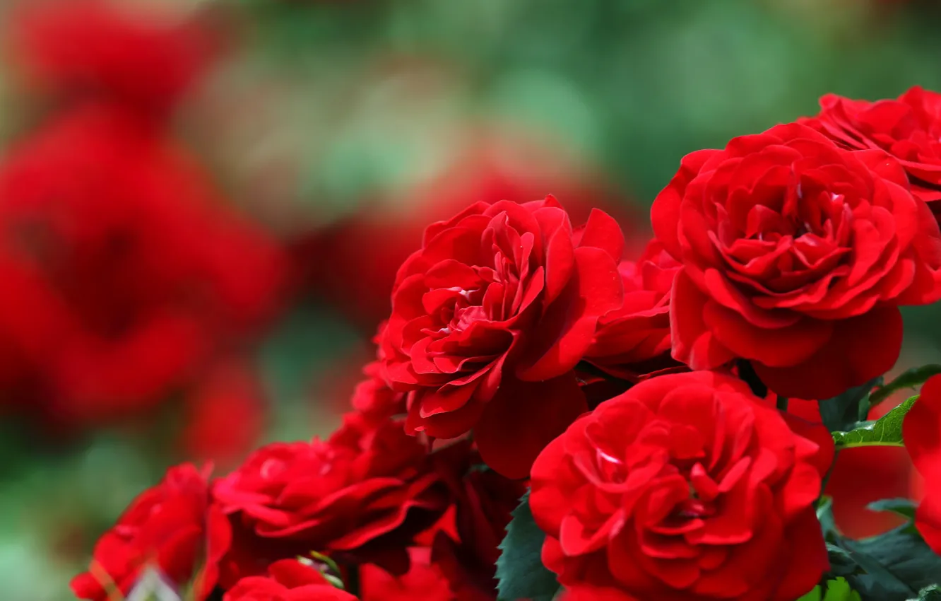 Фото обои розы, размытость, боке, красные розы