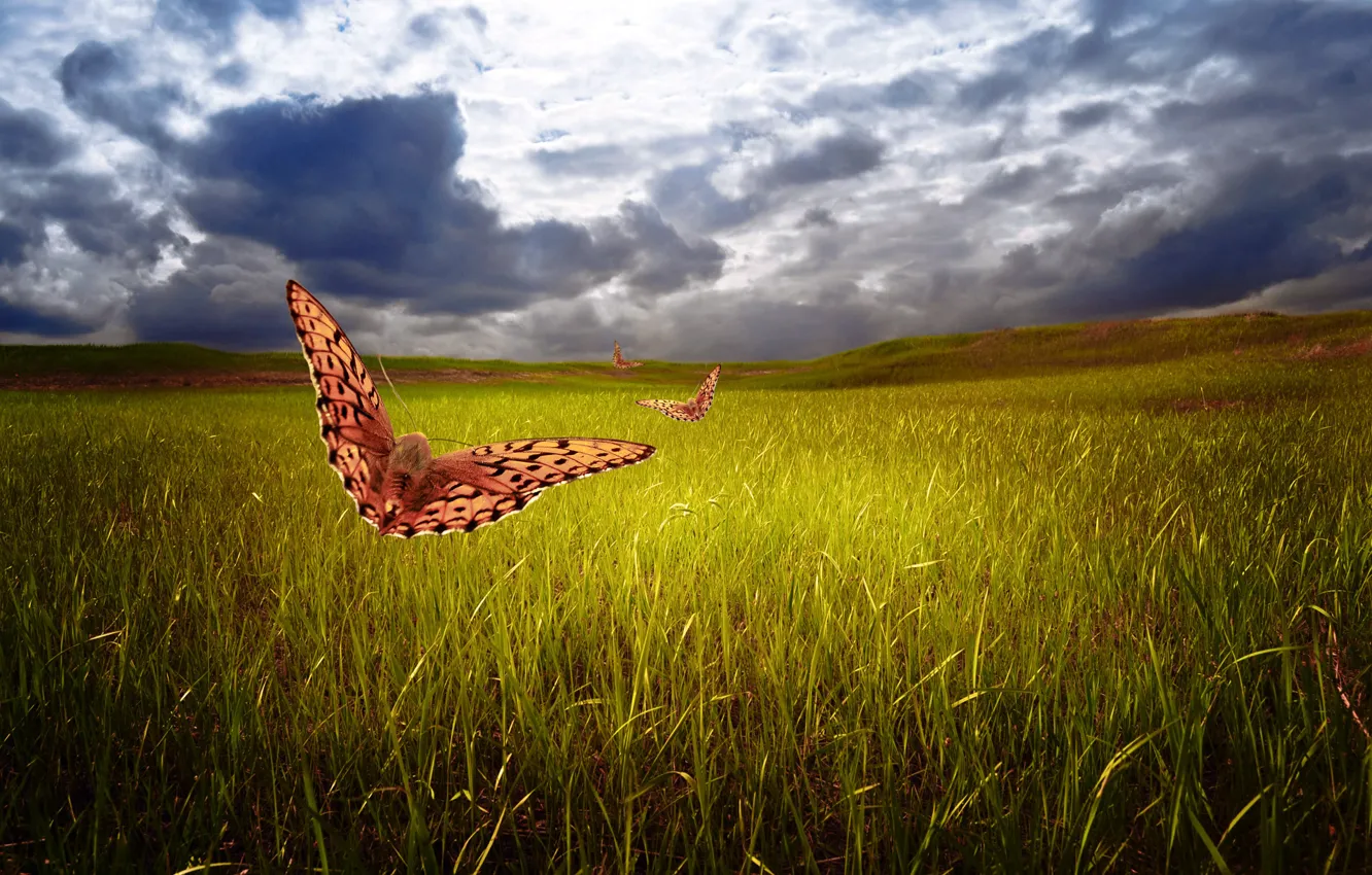 Фото обои поле, небо, трава, бабочки, тучи, природа, арт, Larisa Koshkina