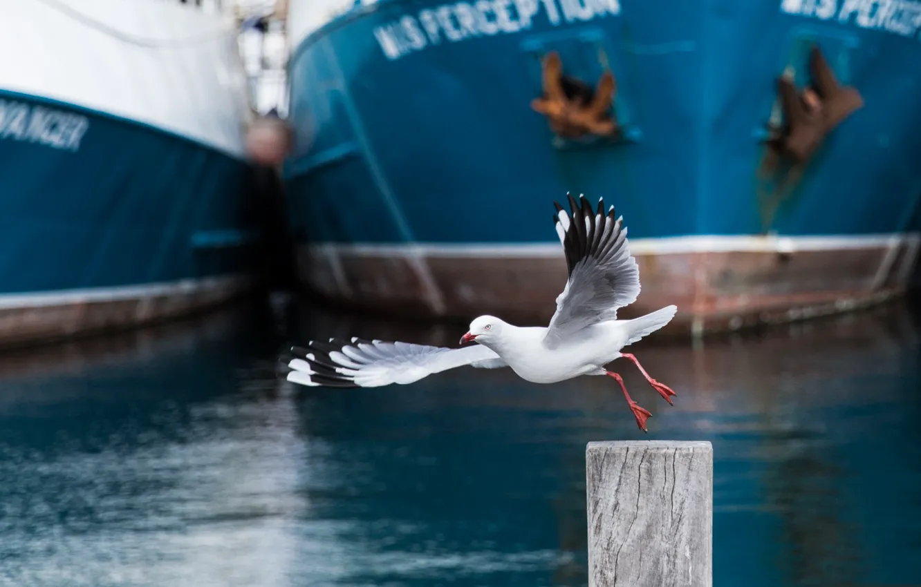 Фото обои птица, корабли, чайка, порт
