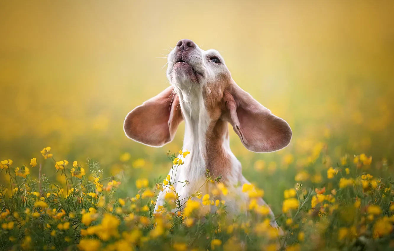 Фото обои природа, друг, собака