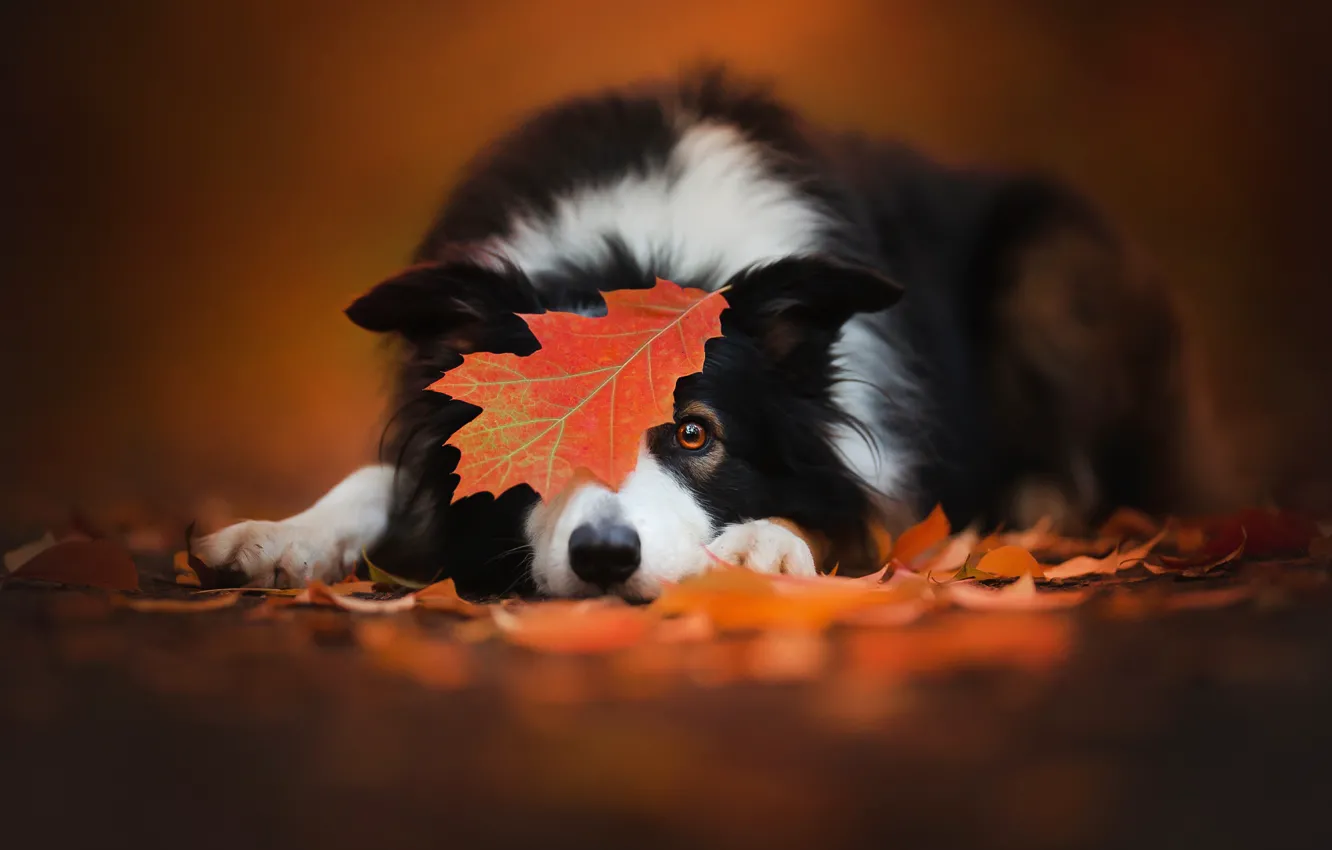 Фото обои осень, листок, собака, бордер-колли